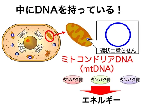 中にDNAを持っている！環状二重らせん ミトコンドリアDNA（mtDNA）タンパク質→エネルギー