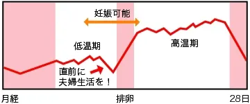 基礎体温の周期変化のグラフ